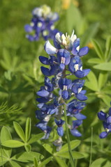 Blue Bonnet 