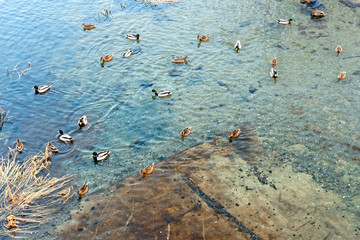 Group of wild ducks floating on the pond