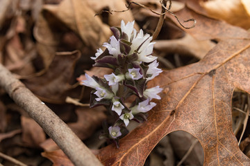 Pennywort Wildflower Closeup