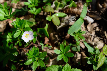 White flower in field of green leaves and plants in the forest