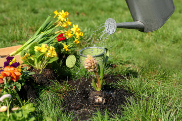 Watering flowers in garden, closeup
