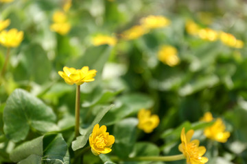 Beautiful yellow flowers outdoors on sunny day, closeup