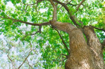 giant Tree green fresh nature in park landscape background