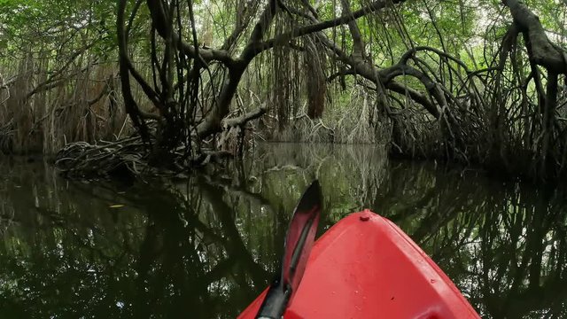 Moving slowly on canoe through natural tunnel of mangrove forest vegetation. Amazing tropical nature adventure background