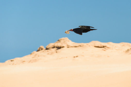 Northern bald ibis, Tamri, Morocco