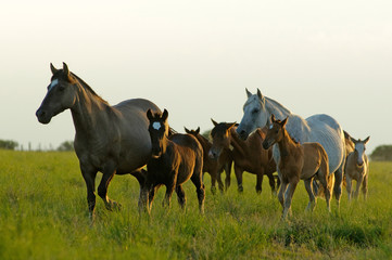 Fototapeta na wymiar mares and foals on meadow on a summer day