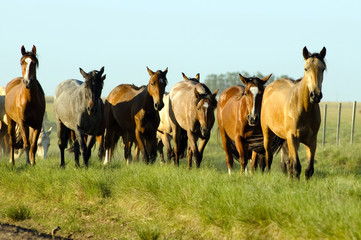 several horses on countryside on a sunny day