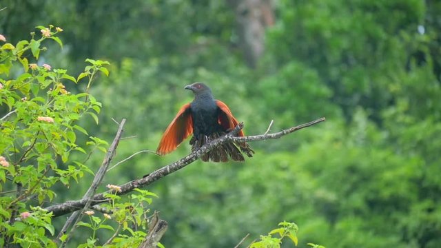 Beautiful bird endemic to Sri Lanka Green Billed Coucal on tree branch shows its colorful wings and plumage