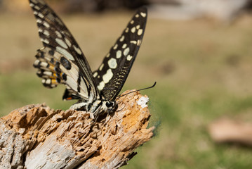 A lime swallowtail butterfly rests on a log in the hot outdoors. This insect is in its natural habitat in the tropical climate of the Cayman Islands. wildlife like this can be found in gardens