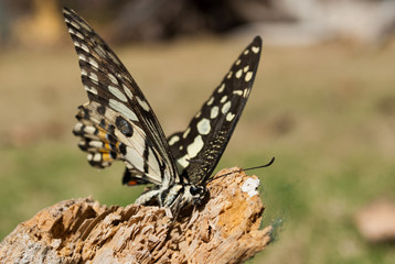 A lime swallowtail butterfly rests on a log in the hot outdoors. This insect is in its natural habitat in the tropical climate of the Cayman Islands. wildlife like this can be found in gardens