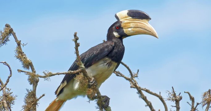 Exotic tropical bird yellow billed Malabar Pied Hornbill on tree branch in Yala national park wild forest reserve. Animals and wildlife of Sri Lanka