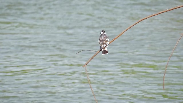 Pied Kingfisher Ceryle Rudis perching on branch near water waiting for prey in Sri Lanka wildlife nature of Yala National Park and protected flora and fauna sanctuary reserve