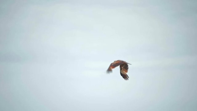 Beautiful Eagle bird flies in sky slow motion video. Yala park, Sri Lanka