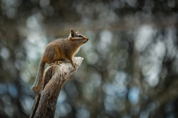 Harris' Antelope Squirrel