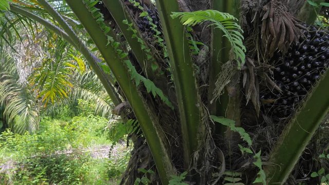 Close uo view of Oil Palm tree Elaeis Guineensis Tenera on farm plantation in Malaysia