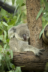Australian koala bear sitting on a branch © rueangrit