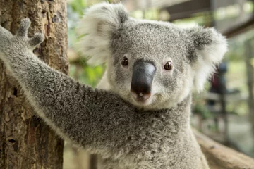 Wandaufkleber Australischer Koalabär sitzt auf einem Ast © rueangrit