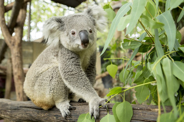 Naklejka premium Australian koala bear sitting on a branch