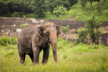 Fototapeta na wymiar asia elephant in green field.