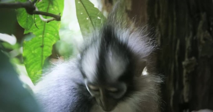 Wild Thomas Monkey Langur endemic to Sumatra jungle forest in natural habitat environment of Gunung Leuser national park sanctuary and wildlife reserve