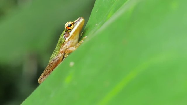 Exotic animal tropical tree frog on green leaf in rainforest jungle nature