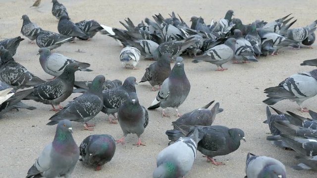 Flock of pigeons eating millet in urban park in spring