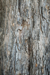 Close up of old tree bark texture in the forest