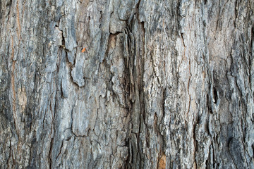 Close up of old tree bark texture in the forest