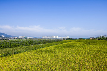 The field of south korea at outside of city
