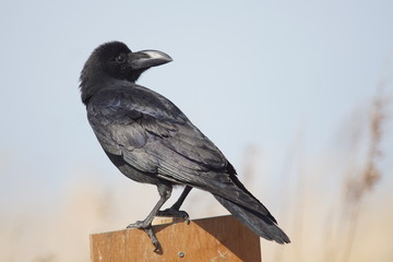 カラス