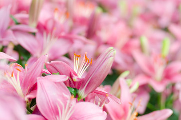 Pink lily flower blossom in a garden, spring season
