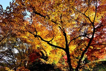 用作公園の紅葉