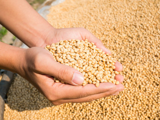 Soybean seed harvest in hand