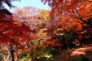 用作公園の紅葉