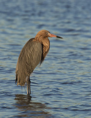 Reddish Egret ( Egretta rufescens) standing in shallow water at sunset.