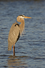 Great Blue Heron ( Ardea Herodias) standing in shallow water at sunset.