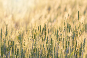 Beautiful landscape of Barley field at sunset time