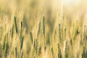 Beautiful landscape of Barley field at sunset time