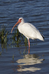 White Ibis (Eudocimus albus) standing in shallow water while hunting for food.