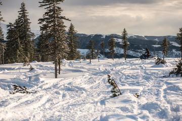 Winter trees in mountains covered with fresh snow