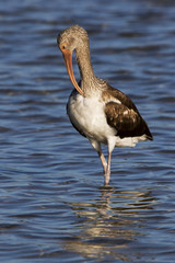 Immature Glossy Ibis (Plegadis falcinellus) preening in shallow water.