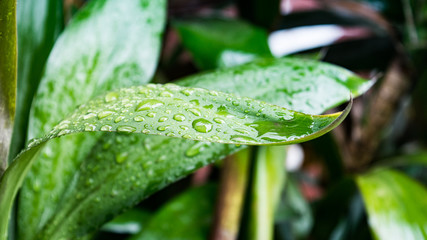 Planta siendo bañada por gotas de lluvia