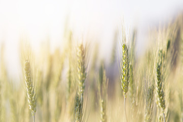 Beautiful landscape of Barley field at sunset time