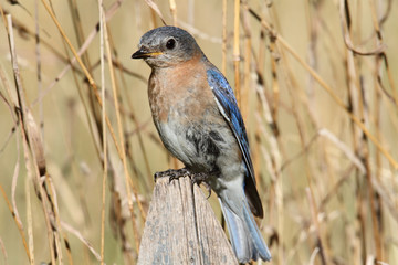 Eastern Bluebird