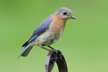 Female Eastern Bluebird