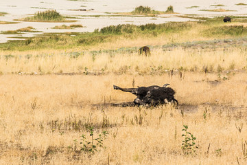Bison rolling around in dust and dirt near Great Salt Lake, Utah