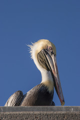 Portrait of a Pelican