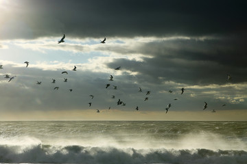 Seagulls between cloudy sky and stormy ocean