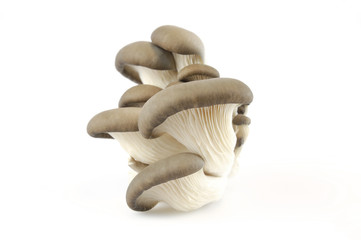 oyster mushroom isolated on white background