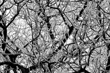 Winter ornament